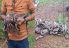 Snake-rescue-hatchlings-born-chhattisgarh