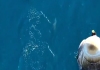 SUnita Williams Welcomed by Dolphins 