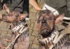 Japanese-man-dog-costume-viral-claim