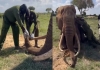 Kenya-elephant-trunk-tusk-rescue-viral