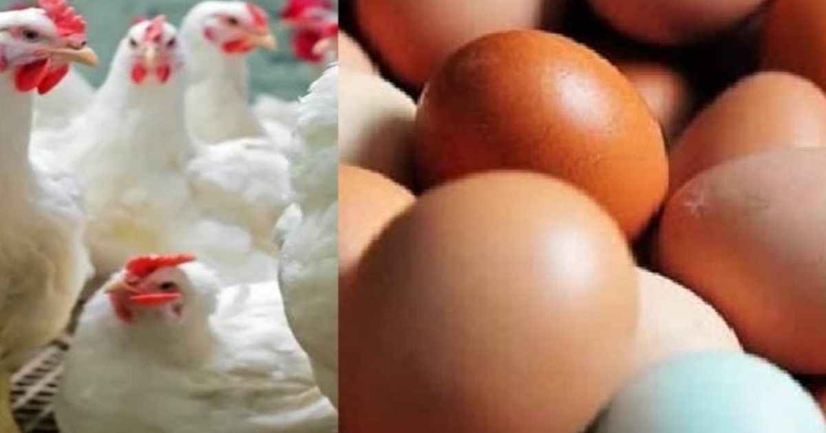 americans-are-renting-chickens-and-raising-them-for-ren