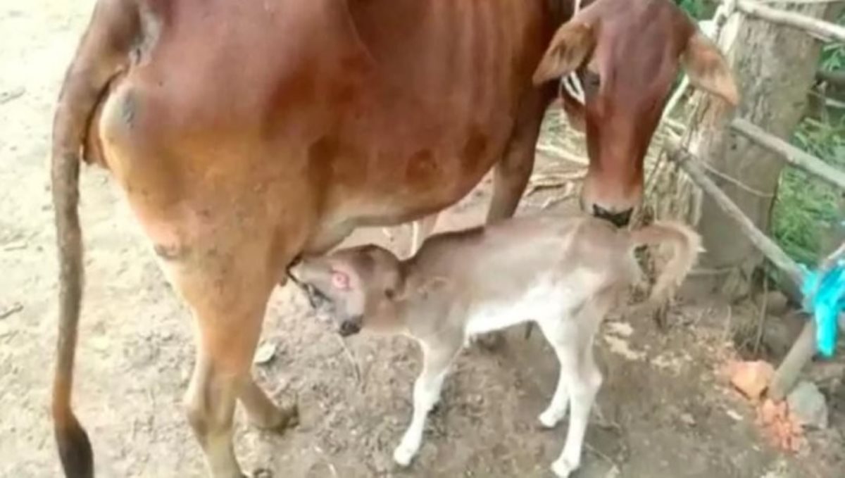 New born calf have 2 head and 3 eyes