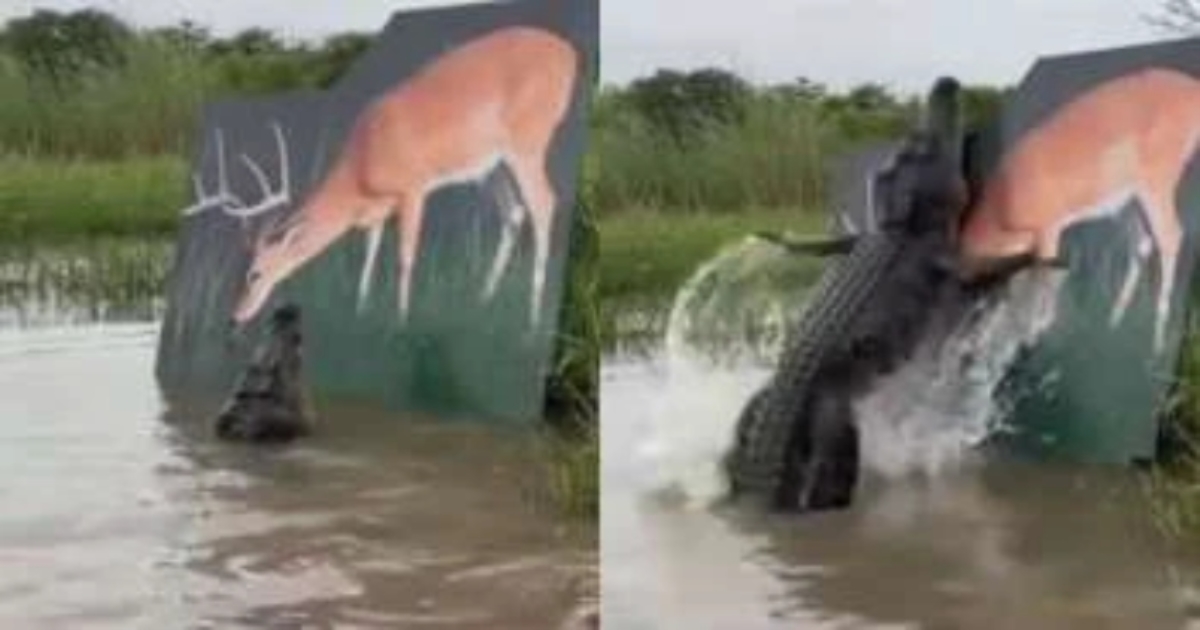 crocodile-prank-viral-video