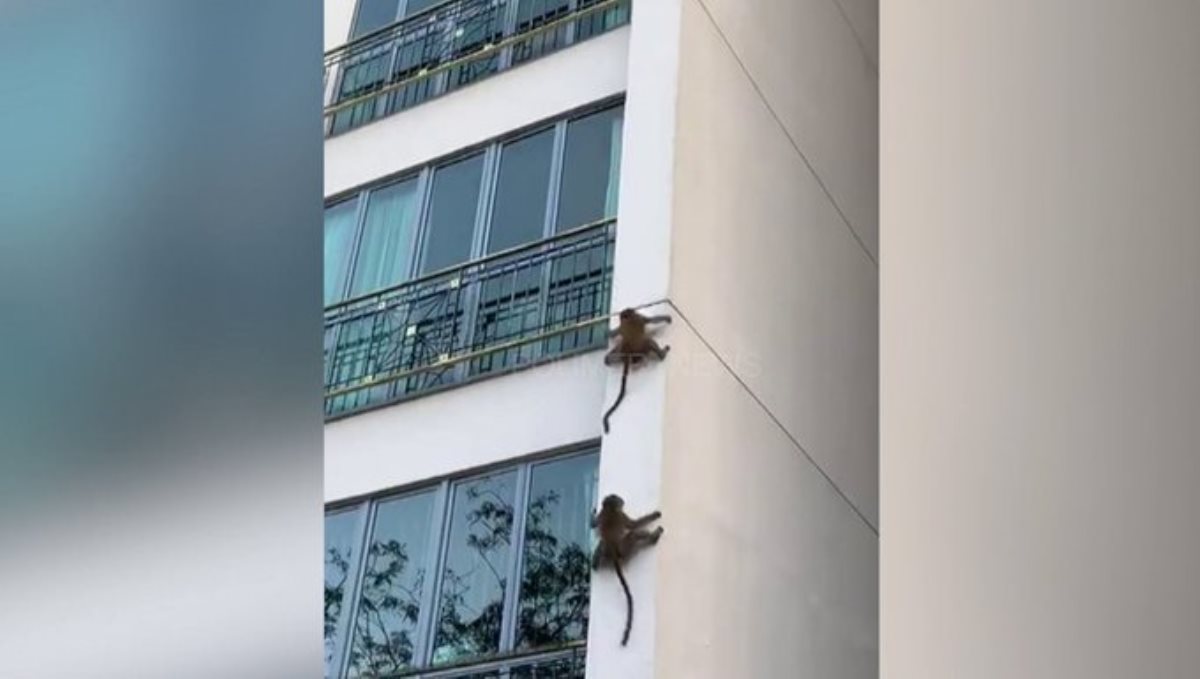 Monkey coming down from building viral video