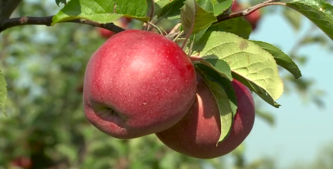 Health issues of eating apple