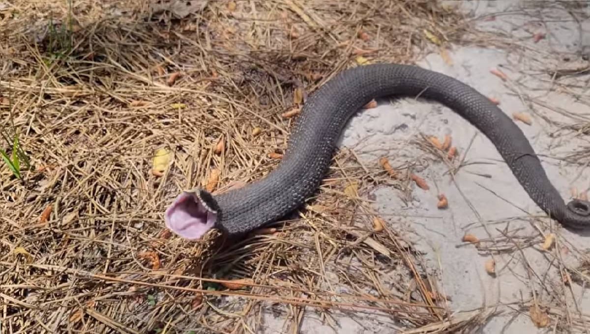 Singing snake found in Karimnagar viral video