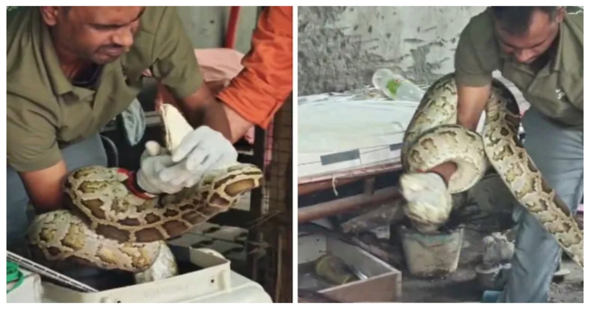 delhi-forest-view-python-rescue