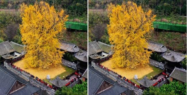 1400-years-old-ginkgo-tree