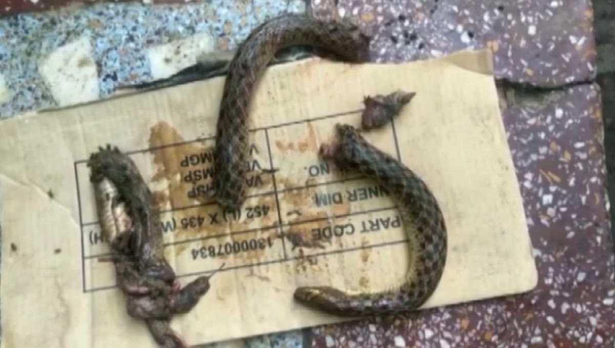 Snake bites man in Odisha He bites it back, snake dies
