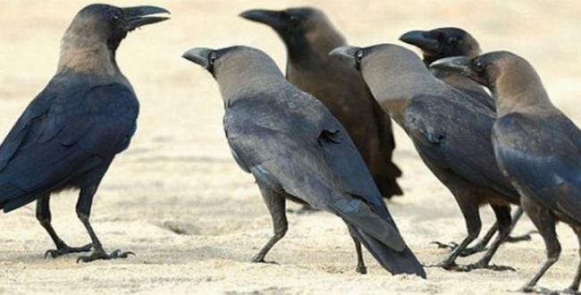 Crows revange