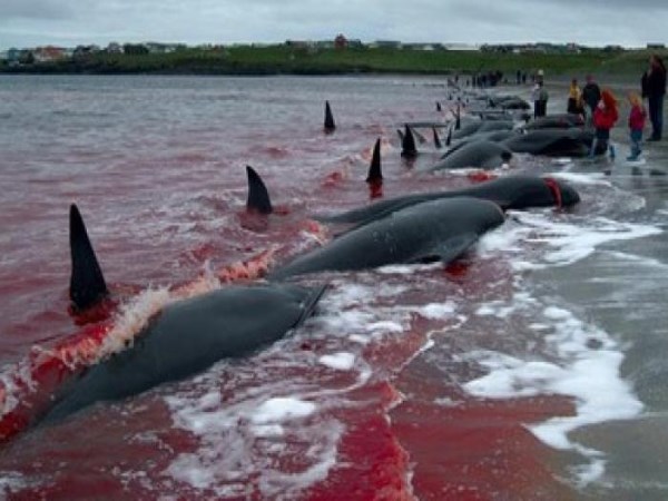 denmark-whale-murder-the-whole-sea