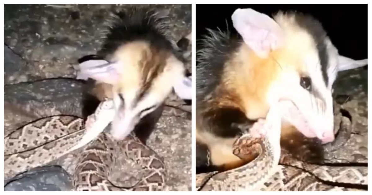 wild-animal-swallows-snake-viral-video