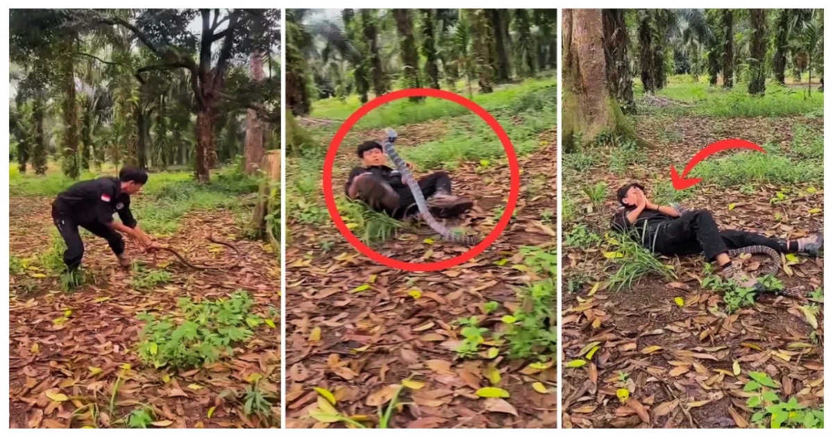 man-plays-with-king-cobra-viral-video-warning