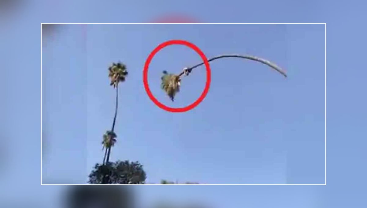 Ever-seen-anyone-cut-a-really-tall-palm-tree.