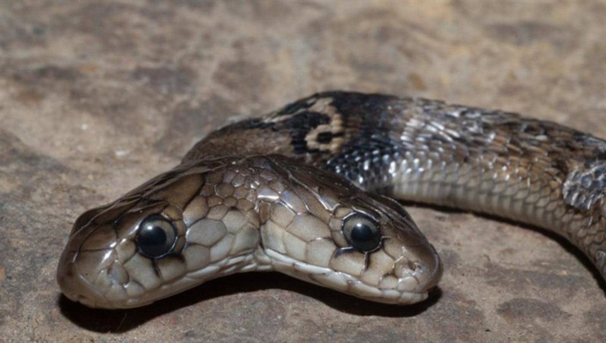 two-head-cobra-found-in-uttarakhand-viral-photos