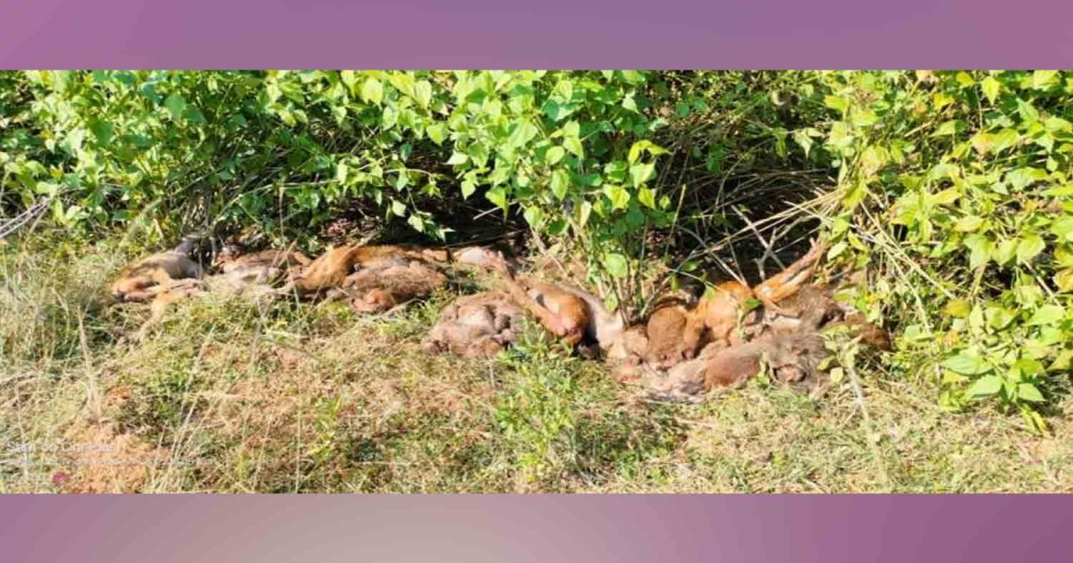 45 monkeys died near by silakam village 