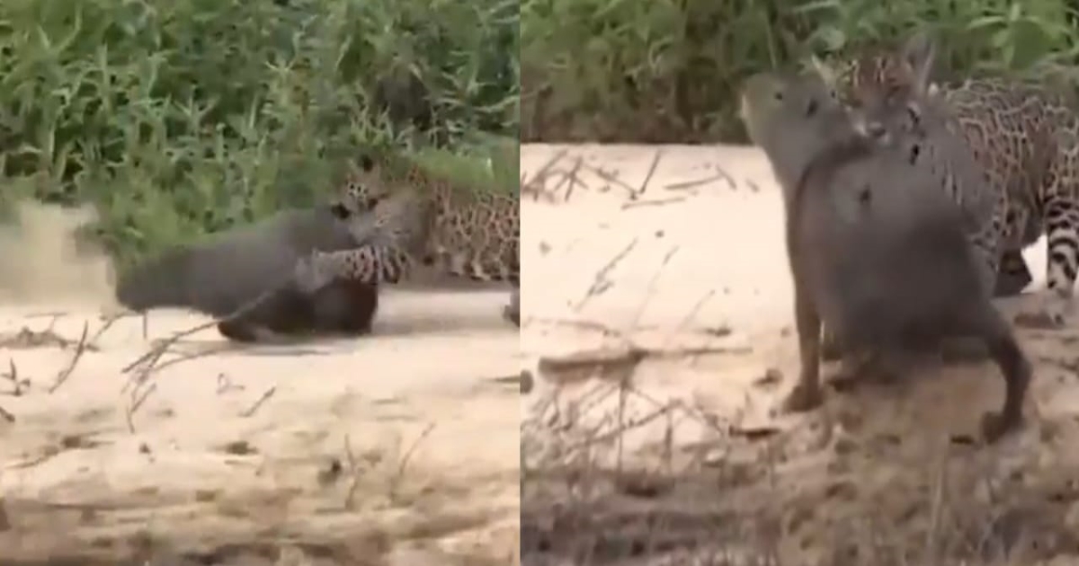 leopard-hunts-capibara-viral-video