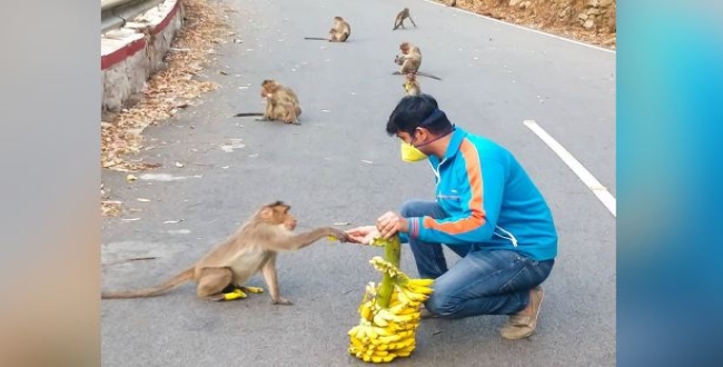 Kannada actor chandankumar feed food for monkeys