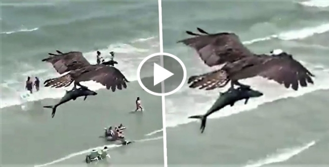 Eagle catching fish video goes viral