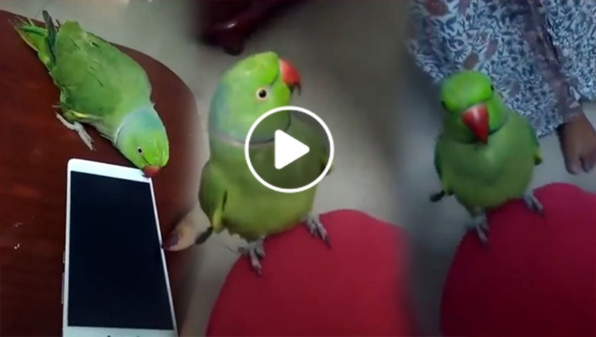 Speaking parrot viral video