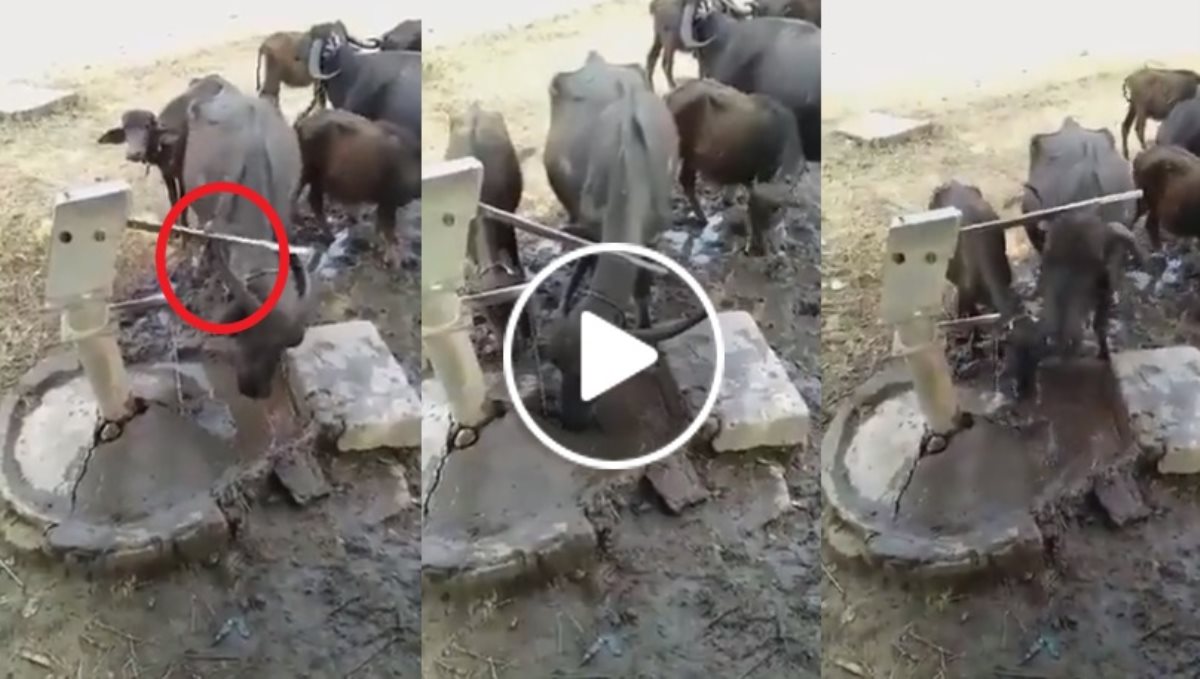 Buffalos drinking water viral video 