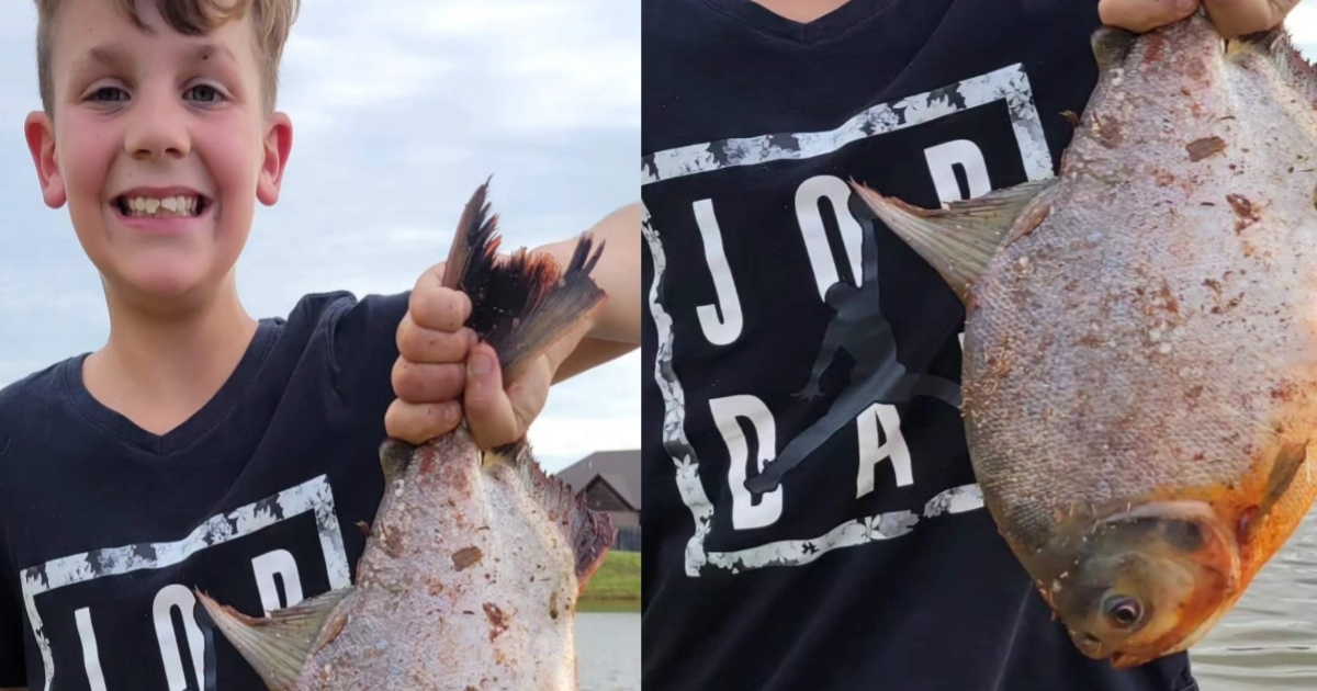 a-rare-fish-with-human-teeth-caught-by-a-11-year-old-ki