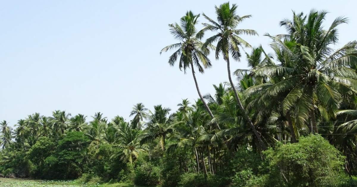 four-youths-nearly-escaped-from-death-after-a-coconut-t