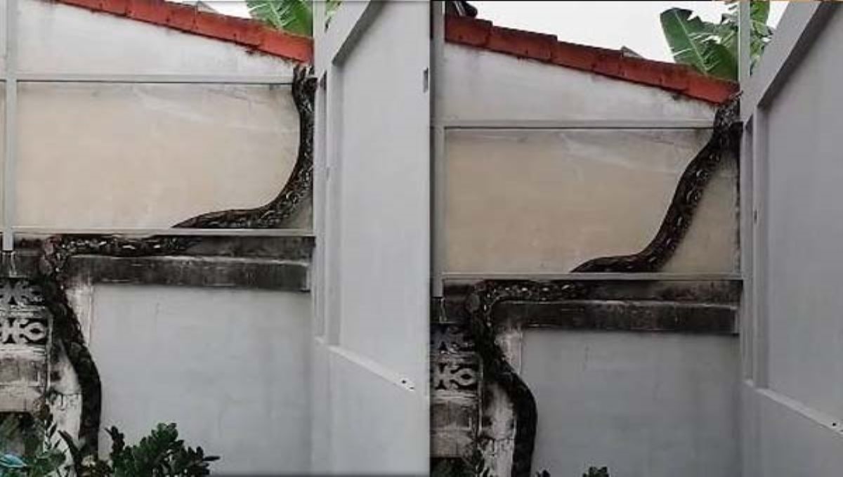 snake-video