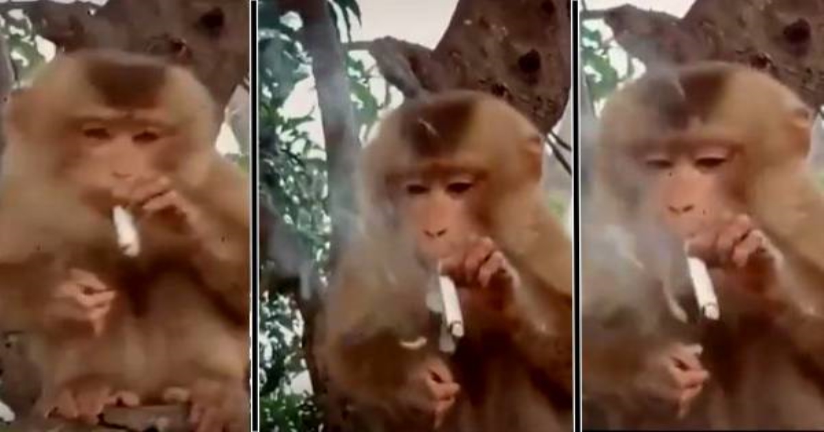 Monkey smoking video viral