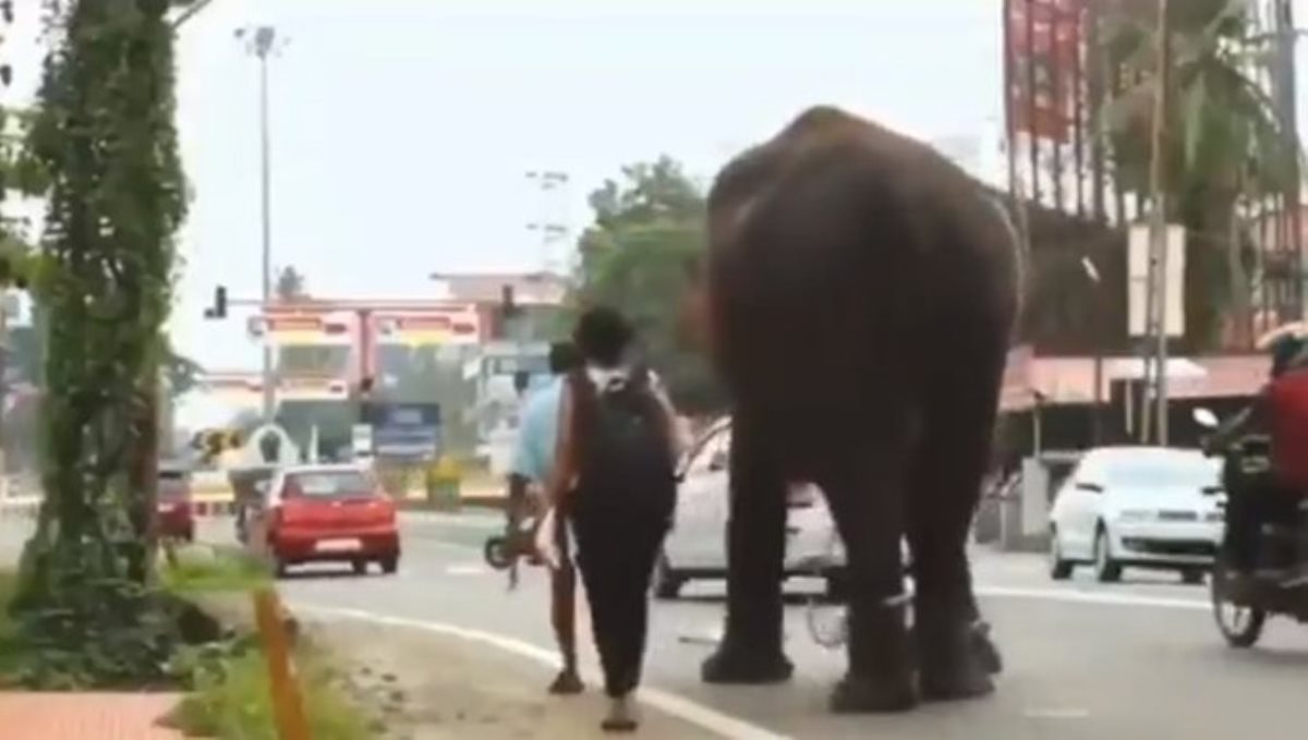Elephant crosses dead dog on road viral video