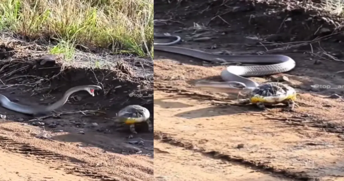 frog-outsmarts-snake-viral-video