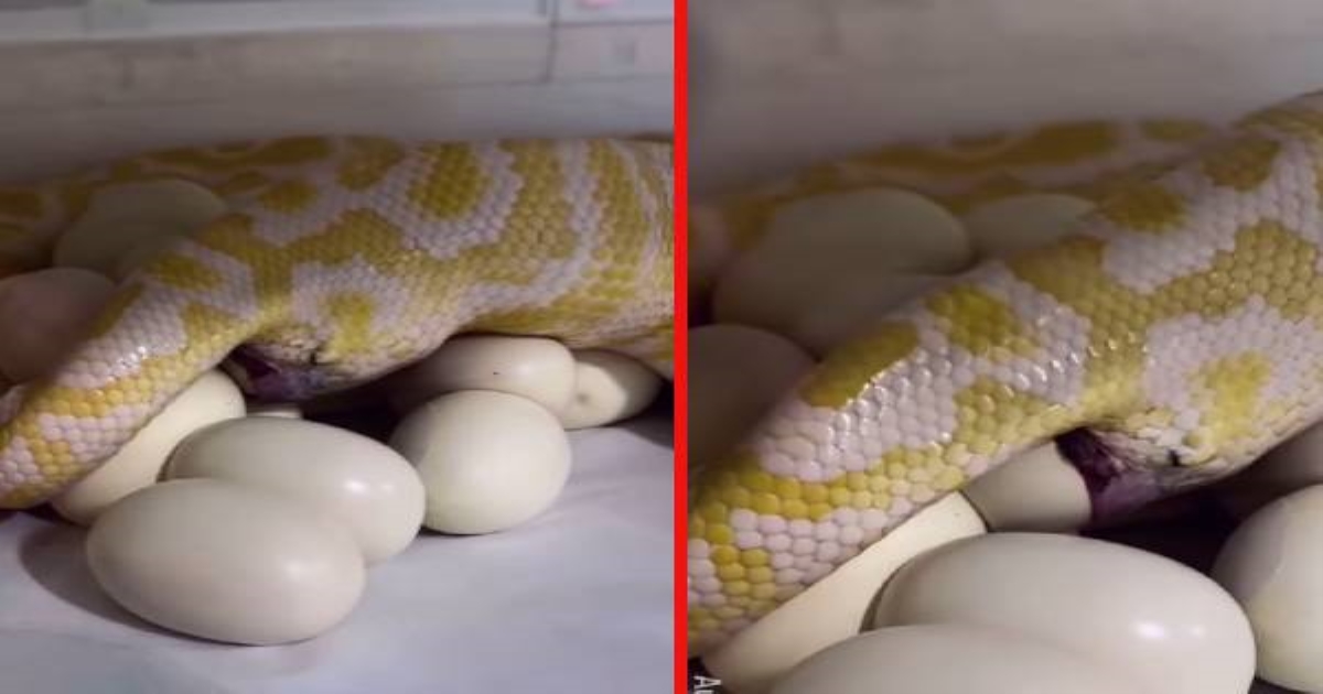 burmese-python-laying-eggs-viral-video