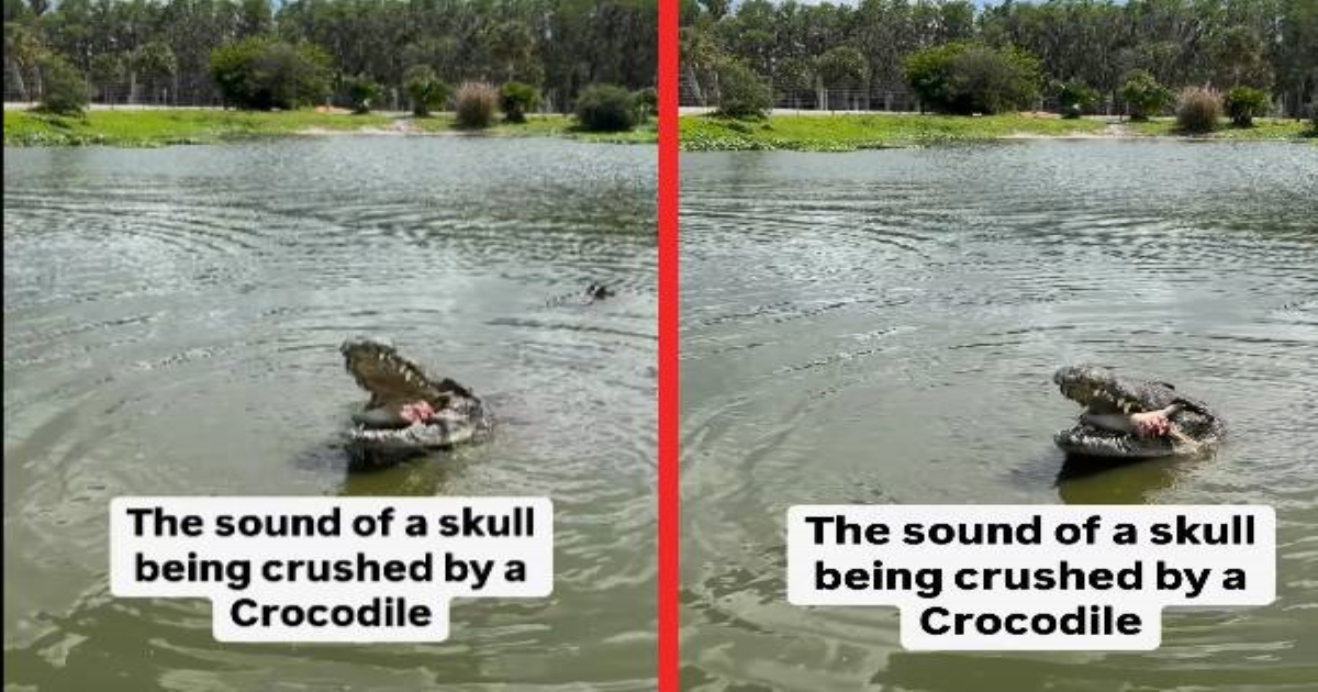 giant-crocodile-swallows-fish-rare-video-goes-viral