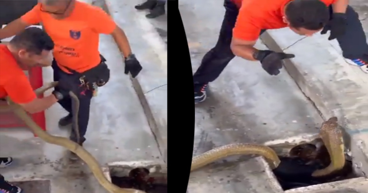 giant-snake-caught-in-water-tank