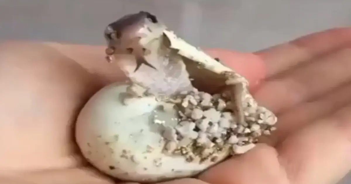 snake-hatching-video-goes-viral