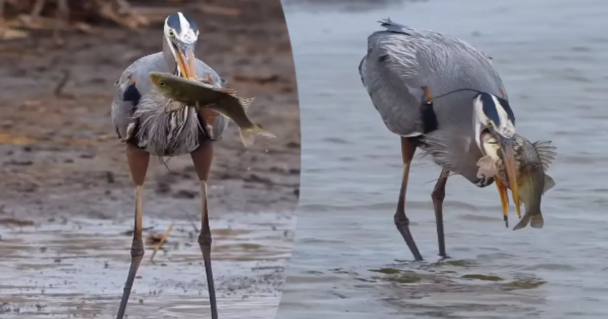 heron-hunts-fish-and-walks-majestically-viral-video