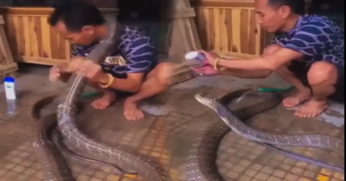venomous-cobra-shampoo-bath-viral-video-tamil