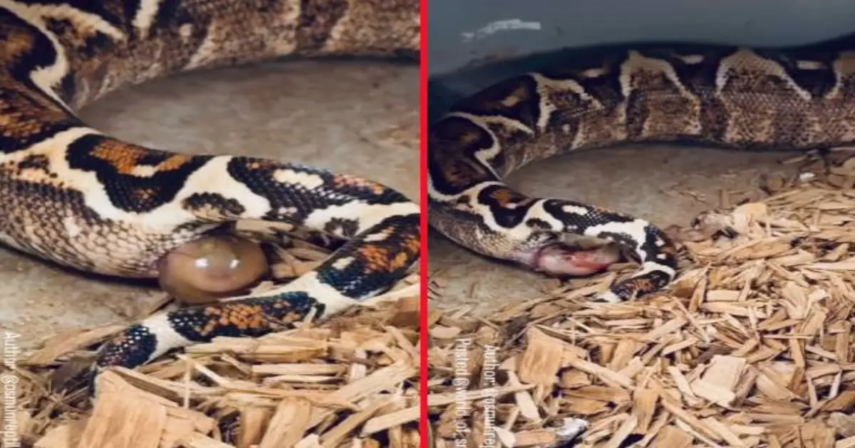 snake-giving-birth-video-tamil