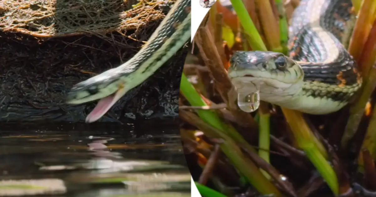 snake-hunts-fish-viral-video