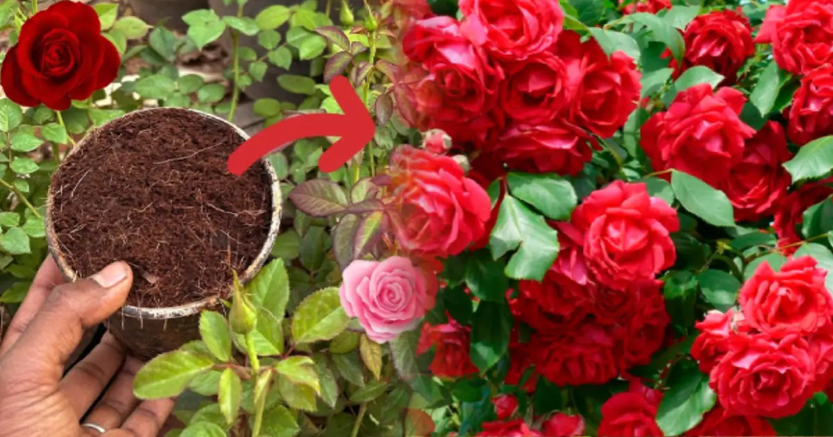 rose-plant-organic-fertilizer-method-for-more-blooms