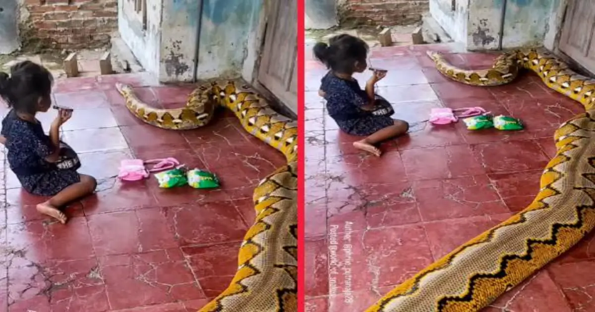 reticulated-python-child-video-viral