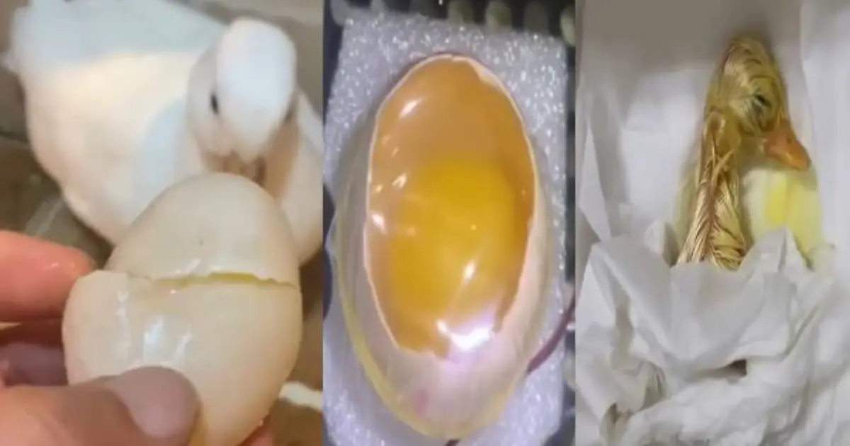 broken-duck-egg-hatching-success