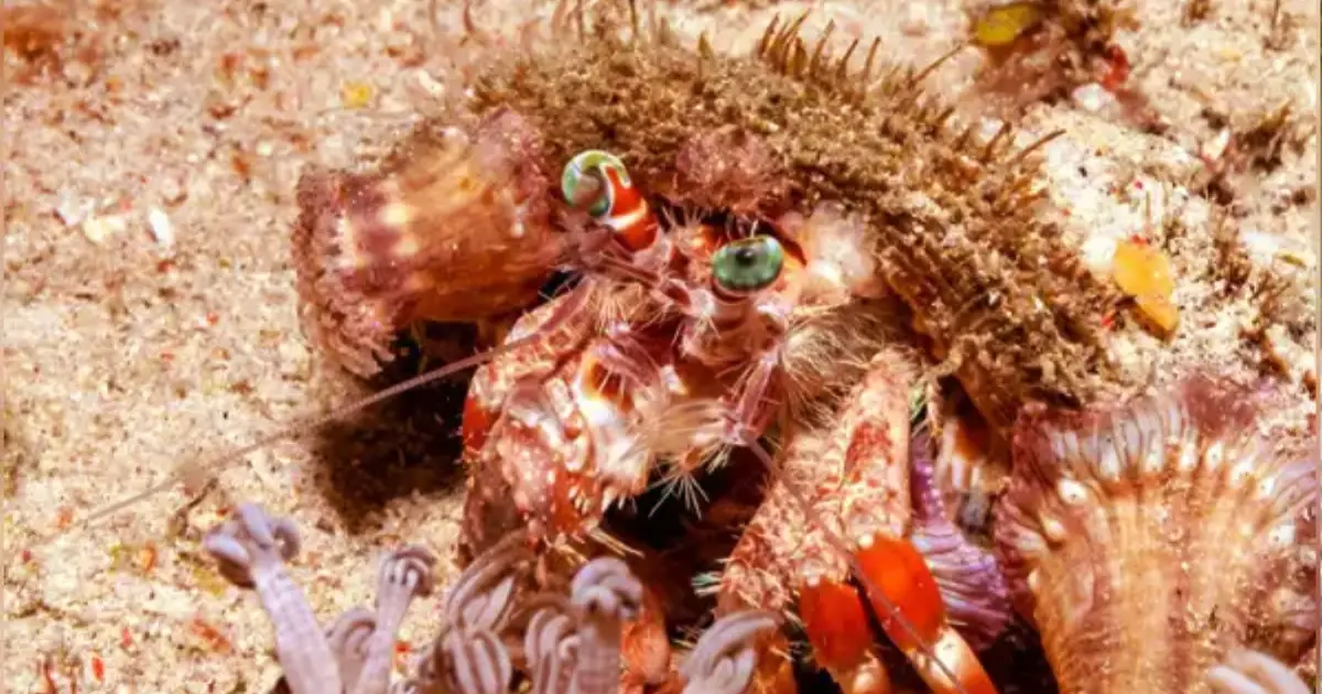 animals-that-survive-without-water-or-food