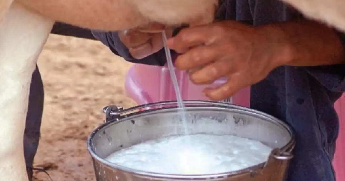 how-to-check-milk-adulteration-at-home