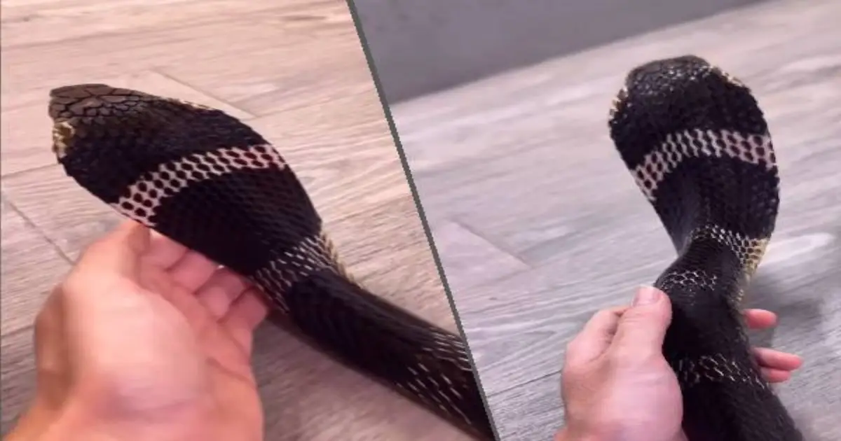 girl-plays-with-king-cobra-video-viral