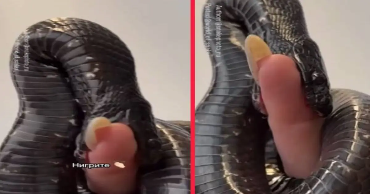 mexican-black-kingsnake-facts-and-viral-video-4AUP9T