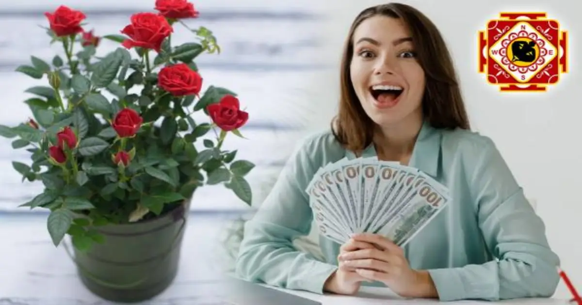 vastu-benefits-of-rose-flower