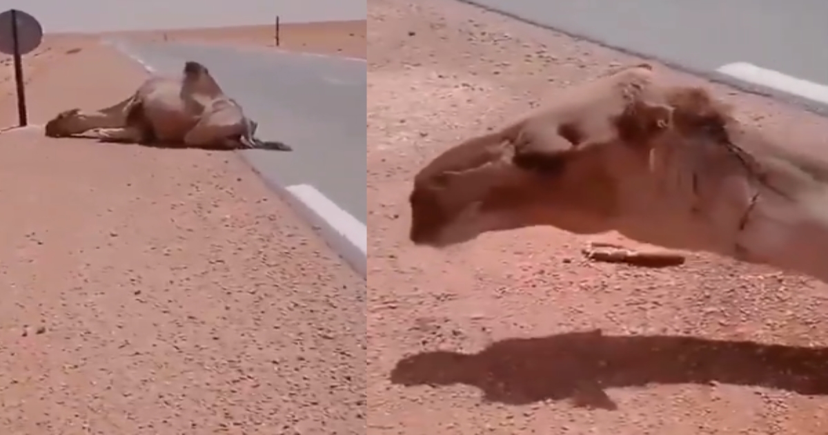 camel-saved-with-water-in-desert-viral-video