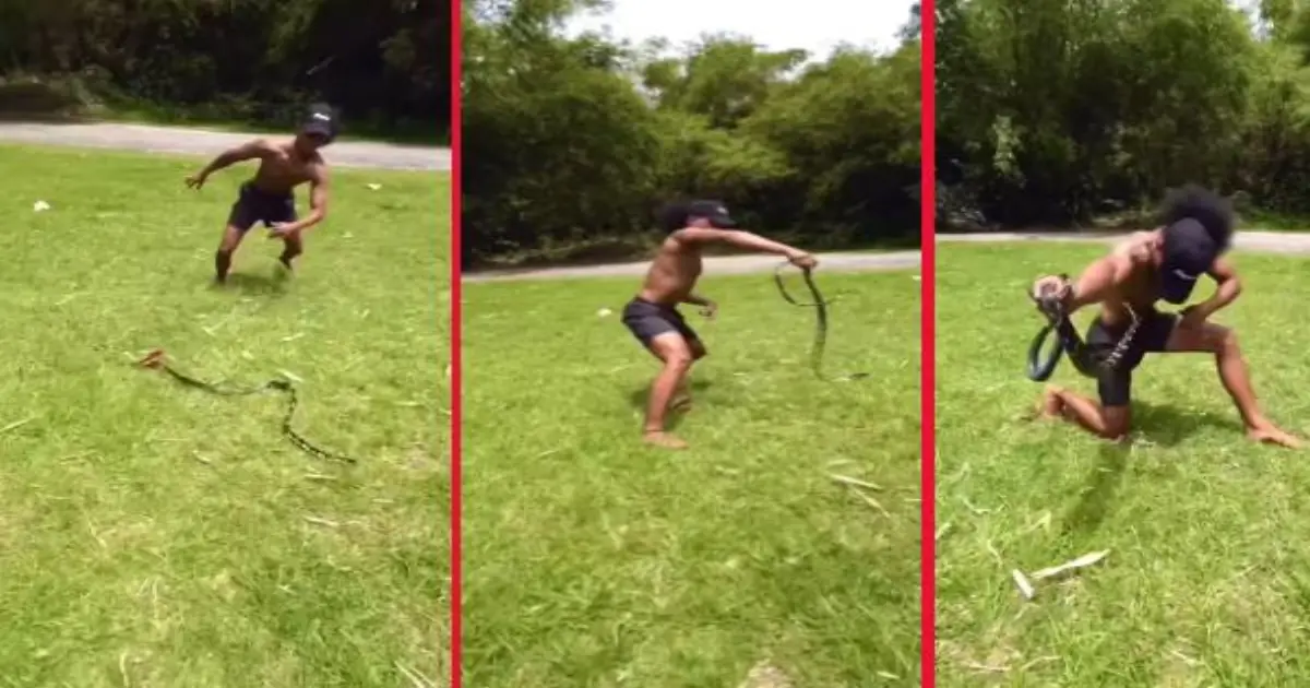 chicken-snake-chase-viral-video-tamil