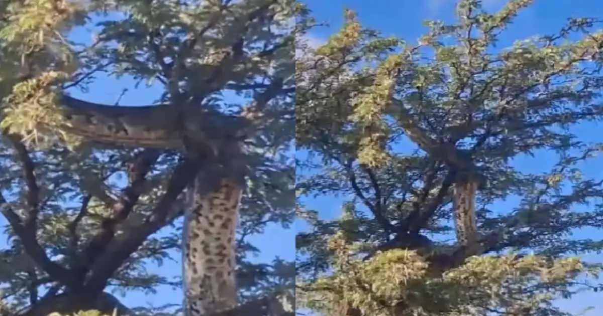 giant-south-african-snake-tree-video